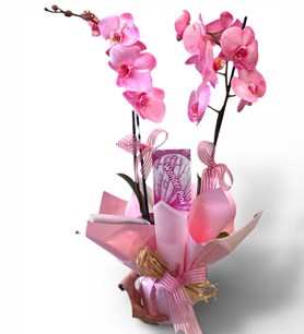 pembe orkide, saksı çiçeği karaman, çift dallı orkide fiyatl